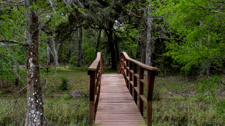 Wooden bridge through a forest on the Withlacoochee State Trail
