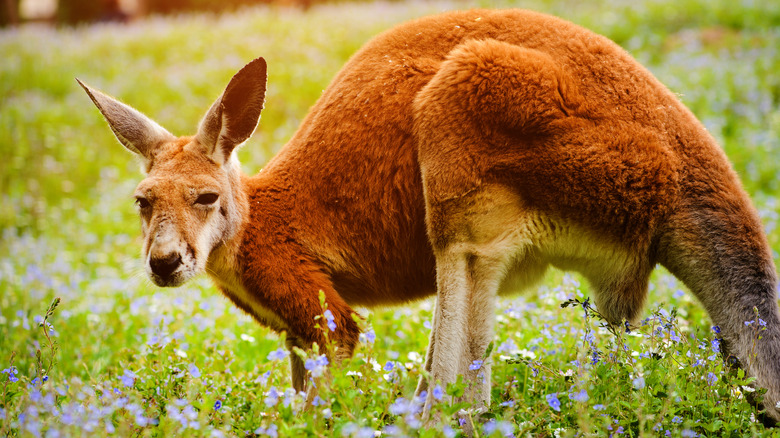 red kangaroo