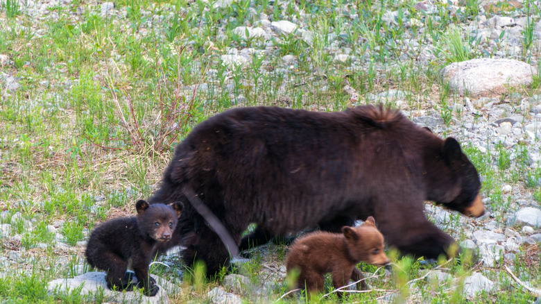 black bear with cubs