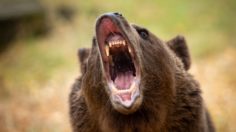terrifying angry bear