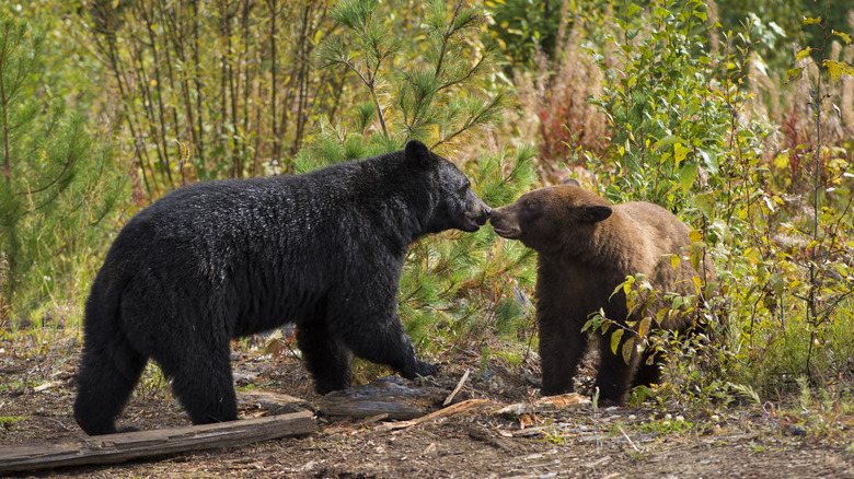 two bears
