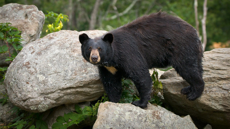 hiker sees bear