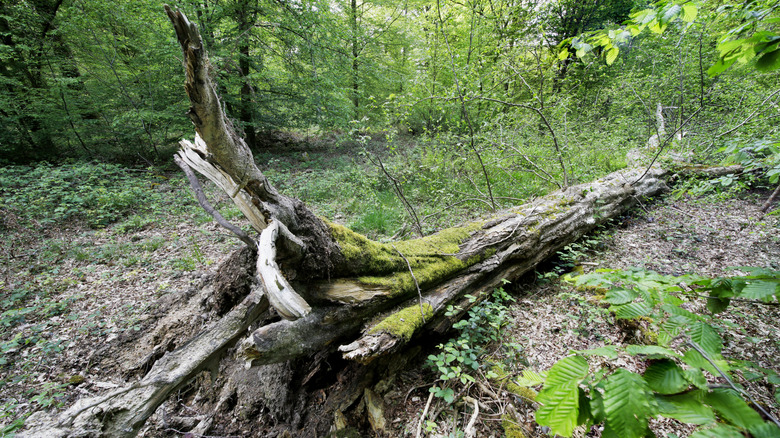 a dead tree trunk on the ground