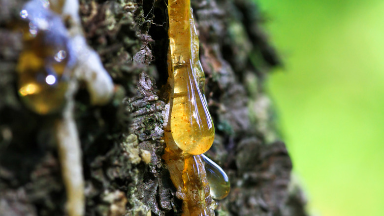 closeup of pine resin on a tree