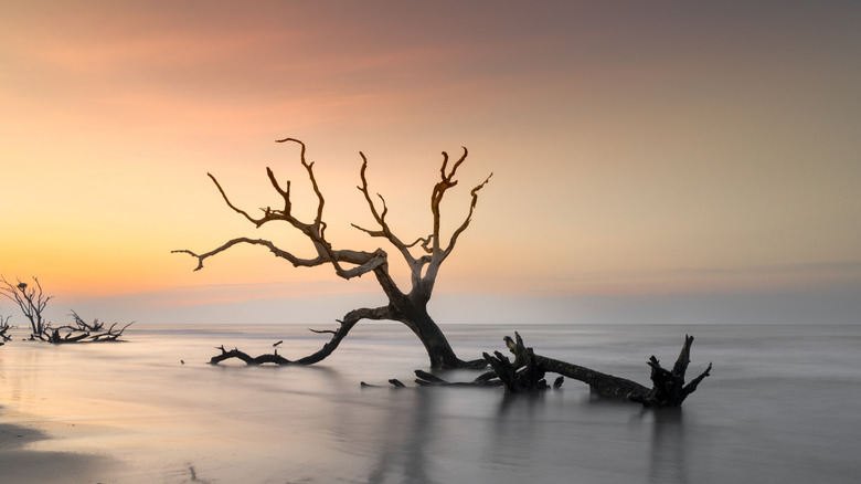 A sun-bleached tree sits on the shore of Boneyard Beach