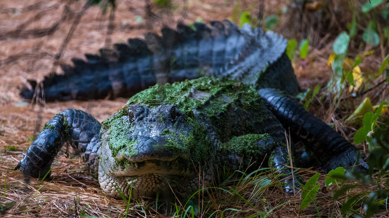An alligator slinks along Alligator Alley in Bulls Island