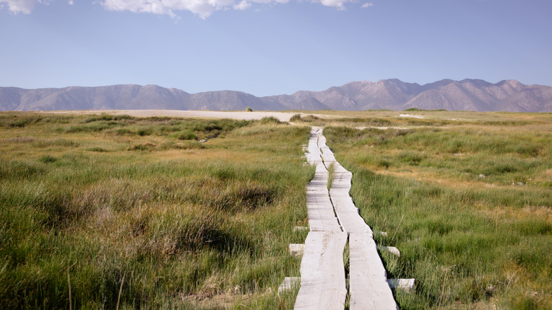 Eastern Sierra meadows with a wooden boardwalk
