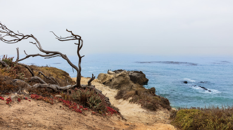 Windswept tree on a coastal cliff at Leo Carillo State Park