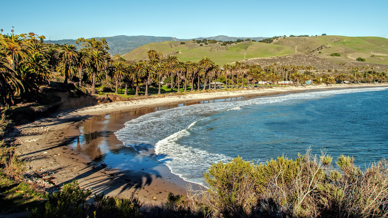 Refugio State Beach lined with palm trees