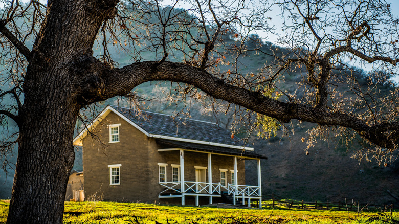 A farmhouse framed by an old oak tree