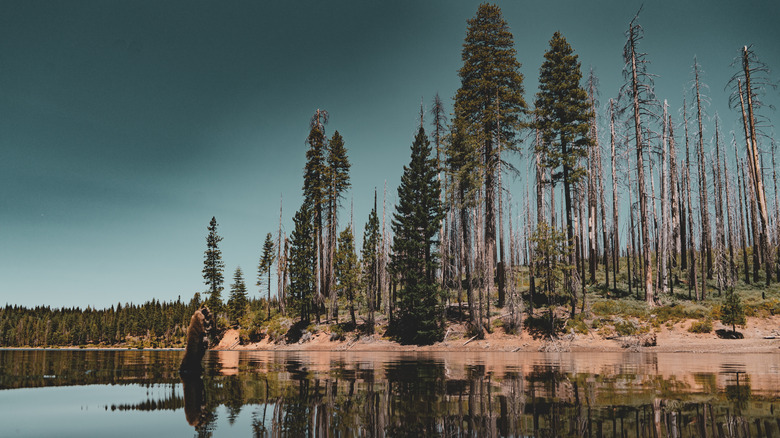 Lake view with trees at Stumpy Meadows Reservoir