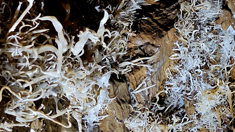 White helictites twisting from the wall in Black Chasm Cavern