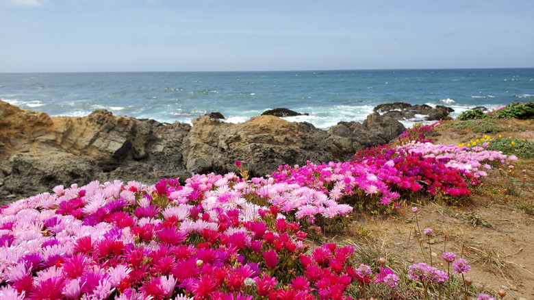 looking out at the pacific coastline from Mendocino Coast Botanical Gardens in California