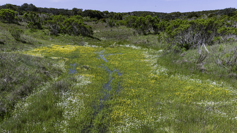 Contra Costa goldfields in Fort Ord National Monument.