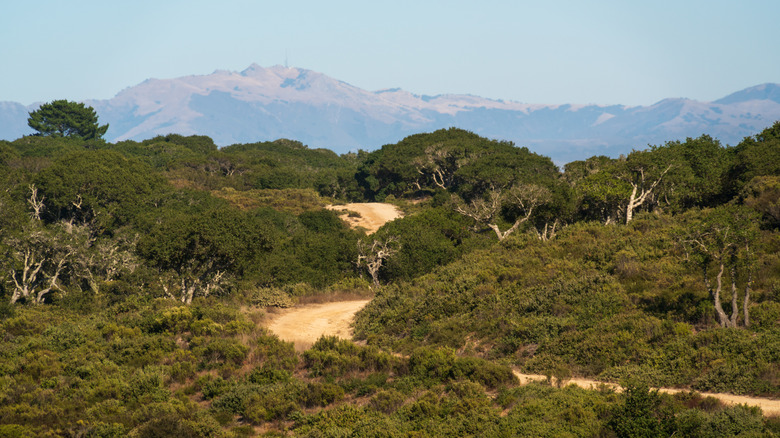 A trail winds through chaparral at Fort Ord National Monument in California.