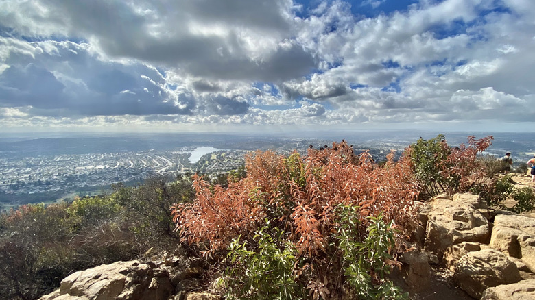 shrubs on a rocky mountaintop with views of surrounding neighborhoods in Mission Trails Regional Park