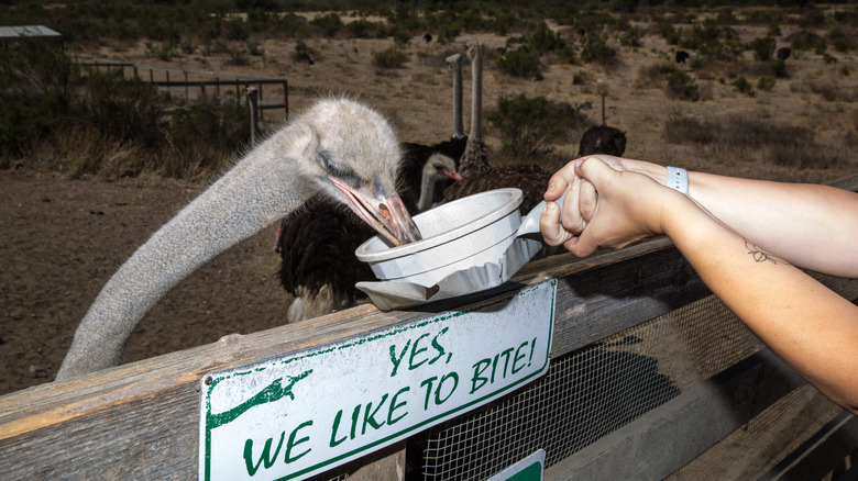 Someone feeds an ostrich at OstrichLand USA
