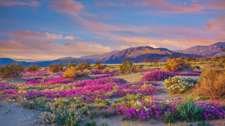 Colorful wildflowers bloom in Anza-Borrego Desert State Park, California