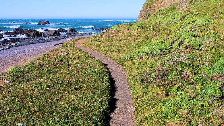Trail along the Lost Coast
