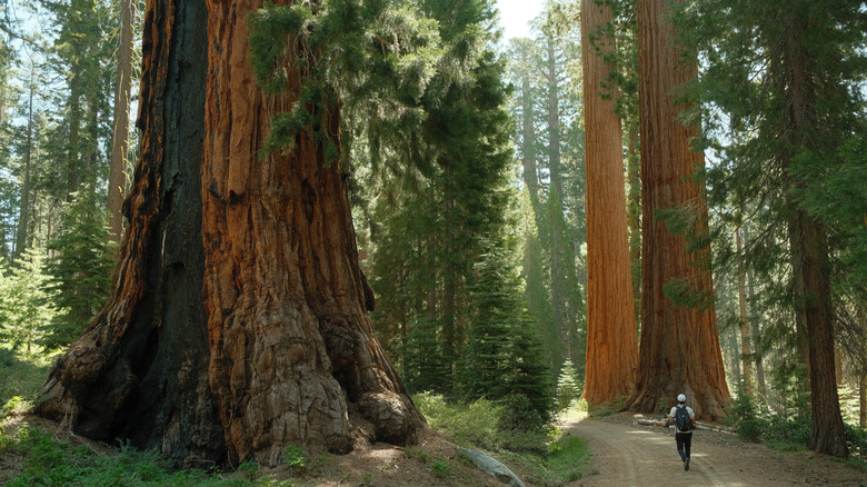 giant sequoias in Yosemite National Park