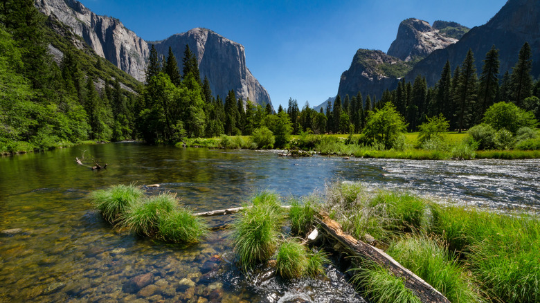 El Capitan seen in the distance at Yosemite National Park