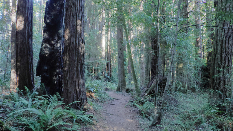 A forest trail through redwoods and ferns in California
