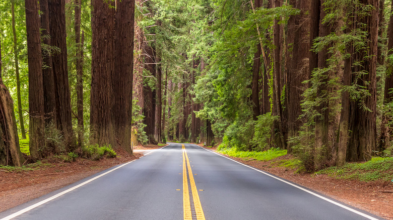 Road through Navarro River Redwoods State Park in California