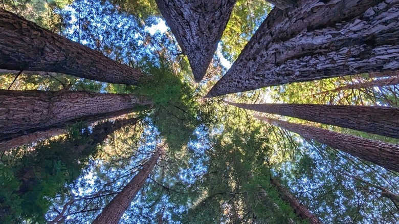 View looking up at tall trees in Navarro River Redwoods State Park