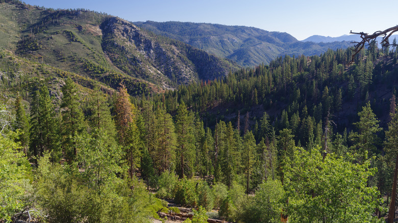 Kern Plateau in Sequoia National Forest