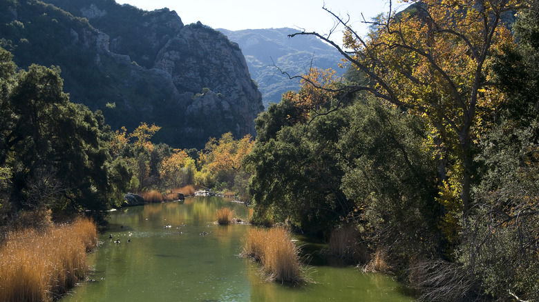 a creek surrounded by golden leaved trees with mountains in the background