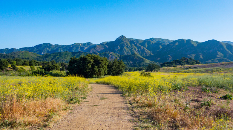a hiking trail disappearing into yellow flowers and mountain views