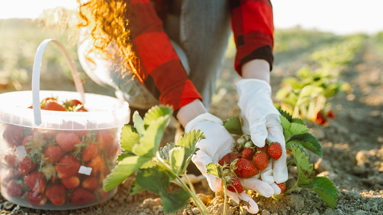 A woman wearing white gloves harvesting strawberries into a basket.