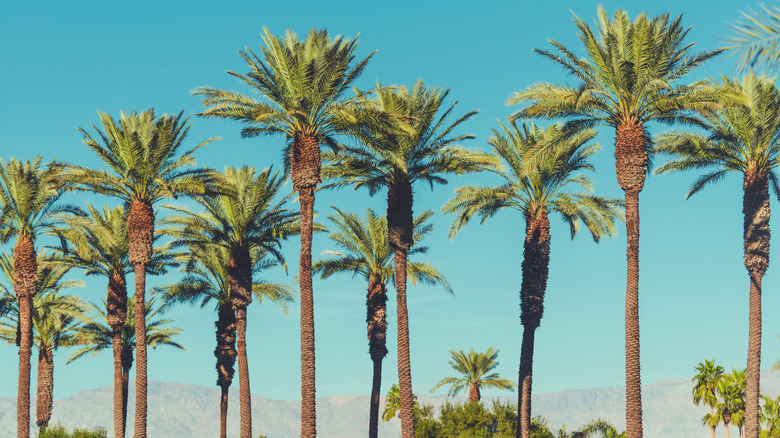 date palms growing in Indio CA