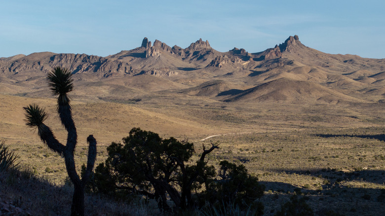 Joshua tree silhouetted against mountainous desert landscape