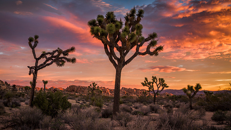 Joshua trees in rocky desert with golden sunset skies
