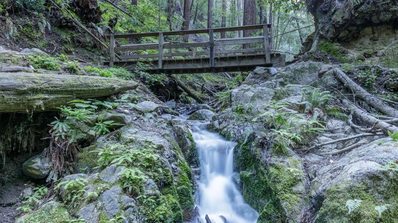 wooden bridge crossing a small waterfall tumbling over rocks in a forest