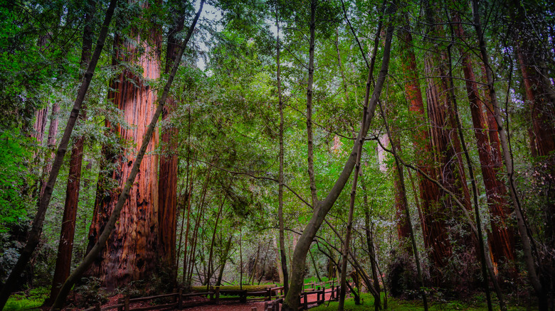 grove of Redwoods at Henry Cowell State Park, California