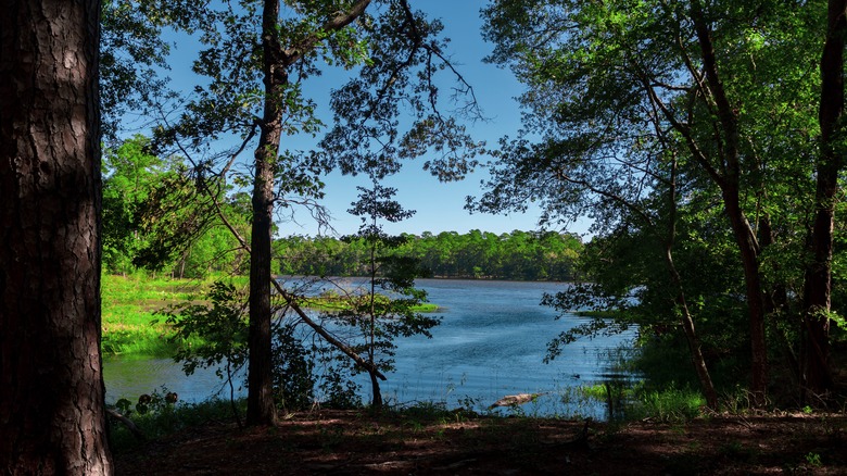 Raven Lake as seen from the forested shore, Huntsville State Park, Texas