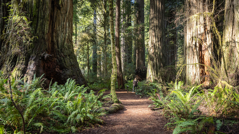 Trail winding through Jedediah State Park