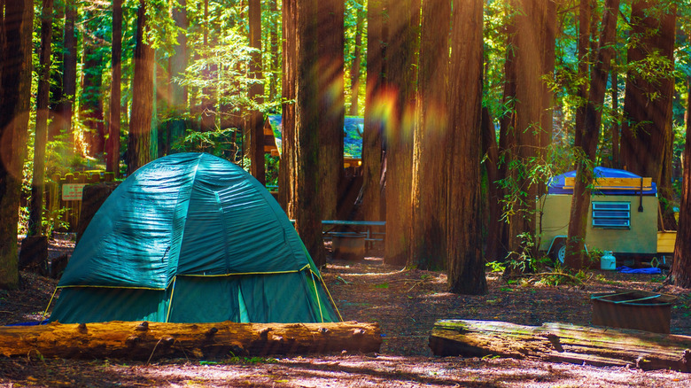 Tent camping in the redwoods