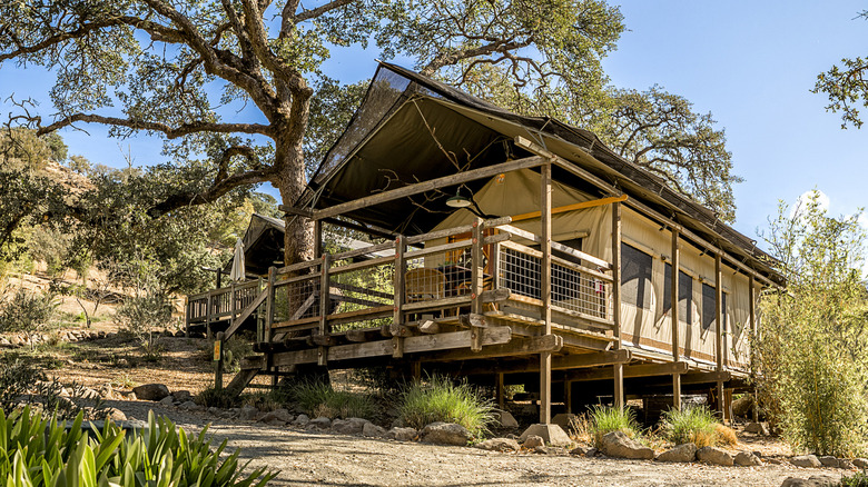 A Safari West glamping tent set up surrounded by trees and scrub