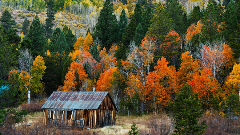 A rustic cabin among colorful fall trees