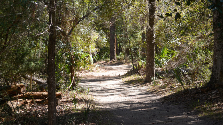 Walking trails in Edisto Beach State Park