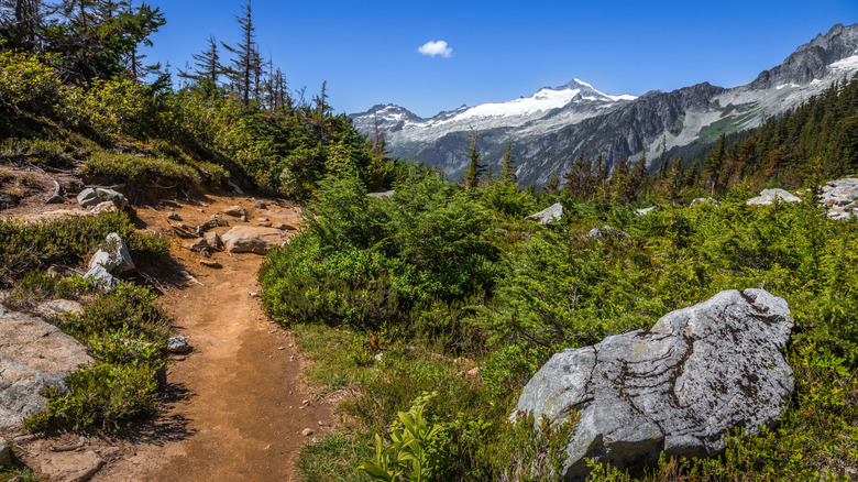 a trail passing through alpine scrub towards snow capped mountains