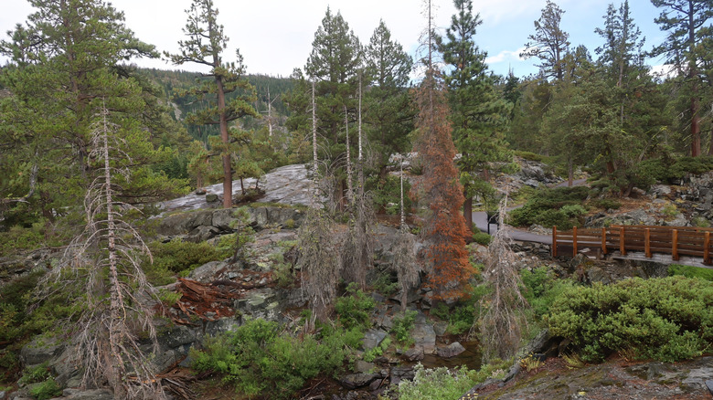 Campsites, Trails, And Outdoor Fun Surround This California Sierra Nevada Mountain Town