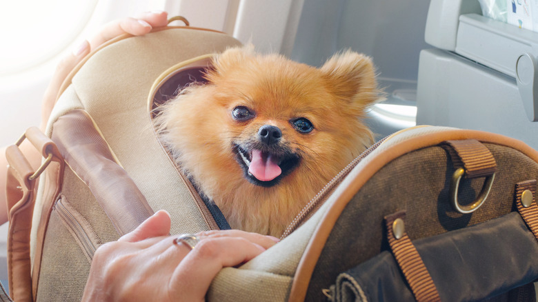 dog in carrier on plane