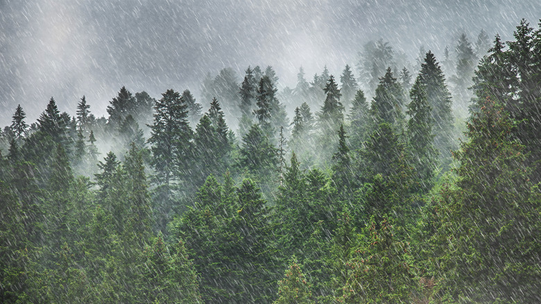 a moody forest