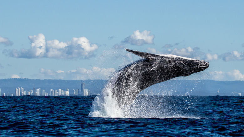 humpback whale breaching