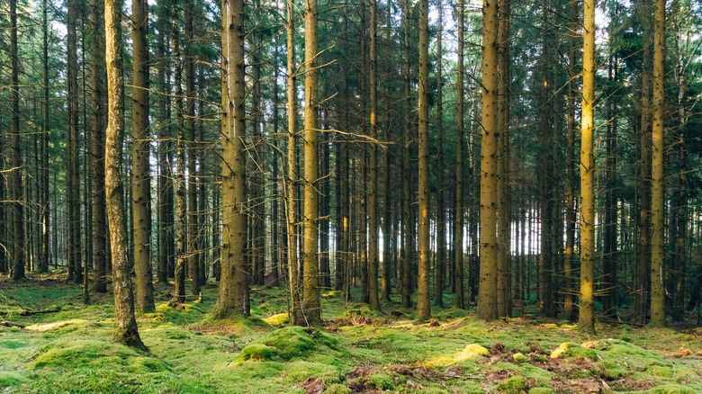 spruce tree forest