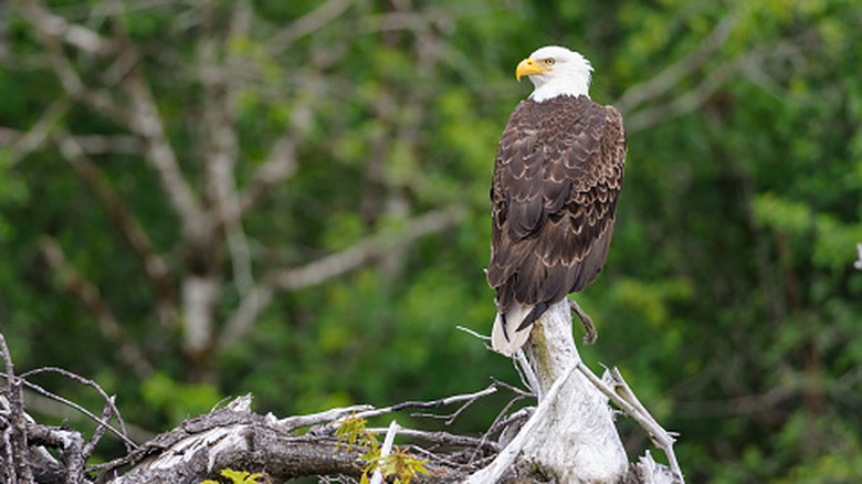 Bald eagle on a branch